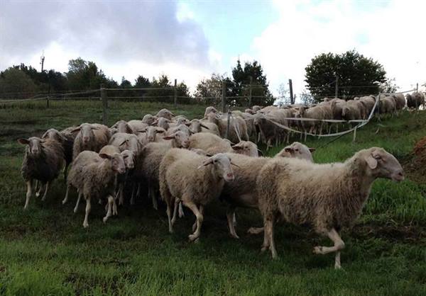 Flock of sheep crosses the fenced green meadow under cloudy sky