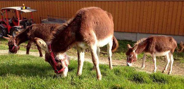 Three brown donkeys grazing on grass beside a wooden fence