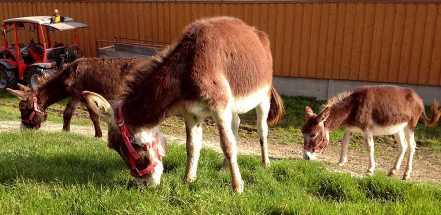 Tre asini marroni con lunghi orecchi pascolano sull'erba vicino a un recinto di legno