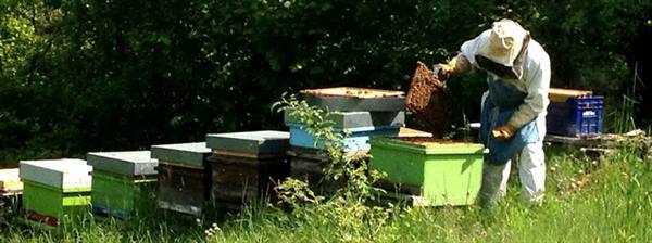 Beekeeper in white suit inspecting a frame beside green beehives in tall grass