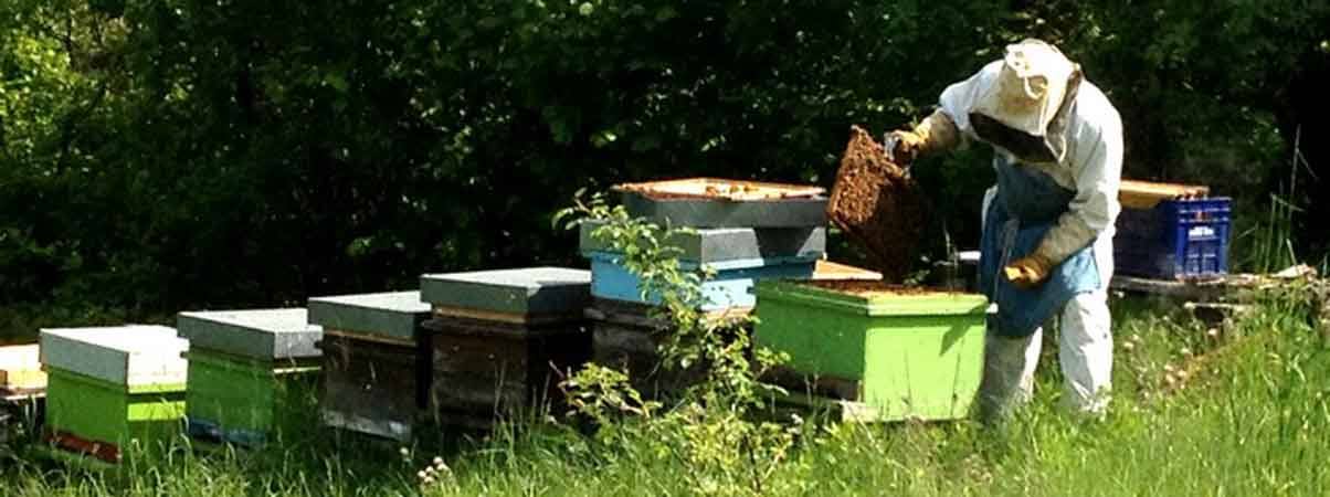 Apicoltore in tuta bianca ispeziona un telaino accanto agli alveari verdi nell'erba