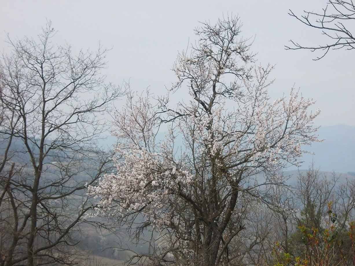 Albero in fiore bianco tra rami spogli, colline brulle sotto cielo grigio