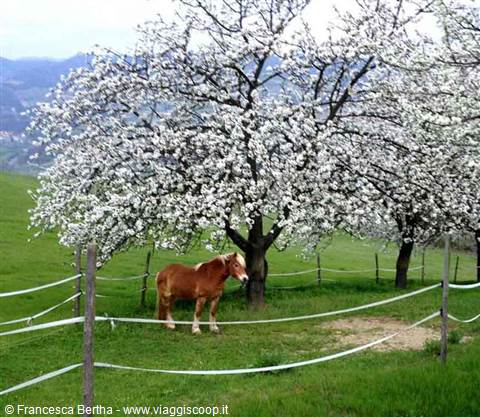 Bay horse grazing in a fenced pasture under blossoming white trees, green hills