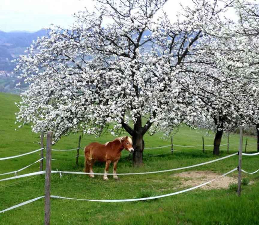 Cavallo baio al pascolo recintato sotto alberi in fiore bianco, colline verdi