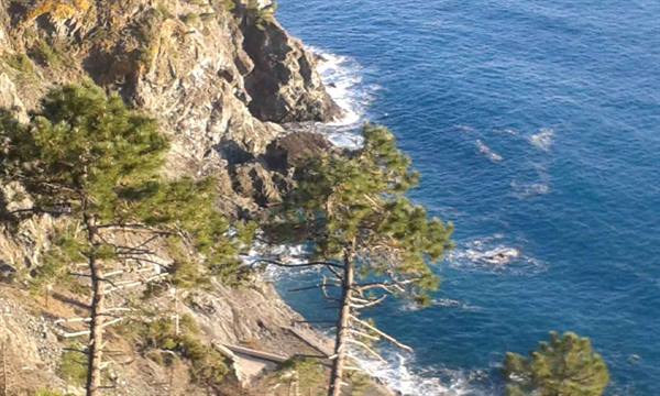 Pine trees on rocky cliff dropping into deep blue sea, daylight