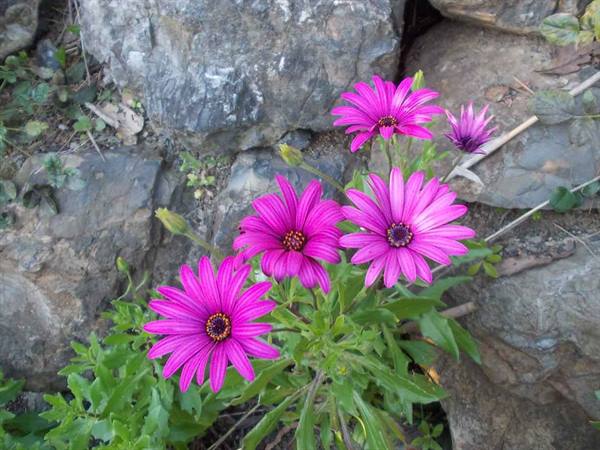 Magenta African daisies blooming among grey rocks in daylight