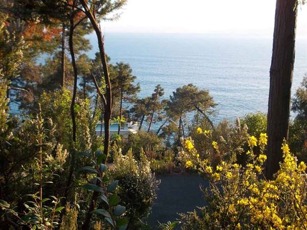 Trees and yellow flowers among pines, blue sea and pool in greenery