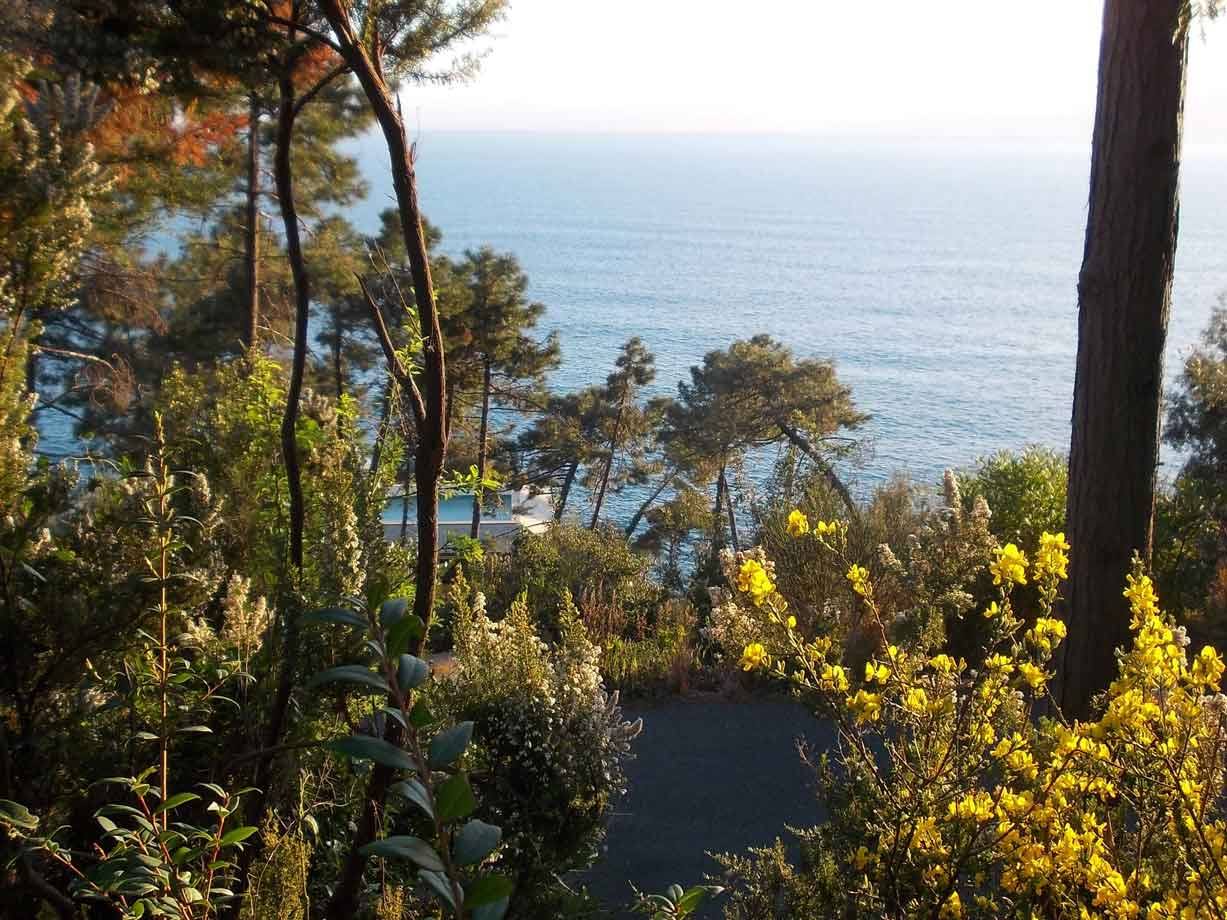 Alberi e fiori gialli tra pini, mare azzurro e piscina tra il verde