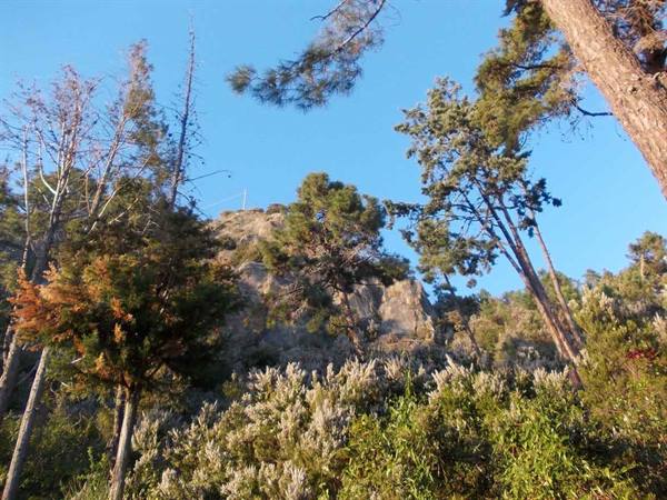 Pines and flowering broom under a sunlit rocky crag