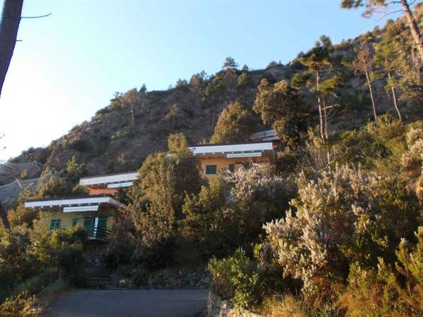 Colorful houses among trees on a sunny hillside