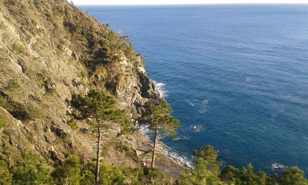 Rocky cliff with maritime pines dropping into the blue sea, Cinque Terre