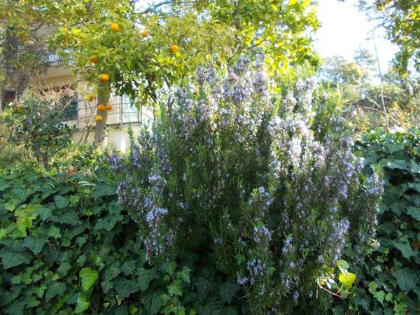 Flowering rosemary bush in front of an orange tree full of fruit