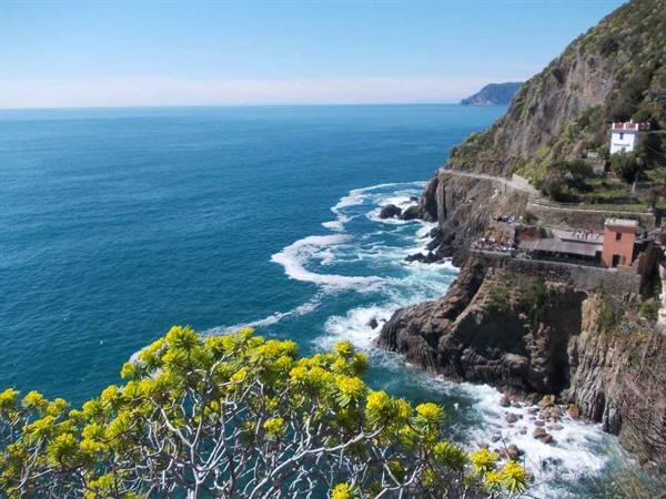 Red houses on rocky cliffs above turquoise sea, yellow flowering plant in foreground