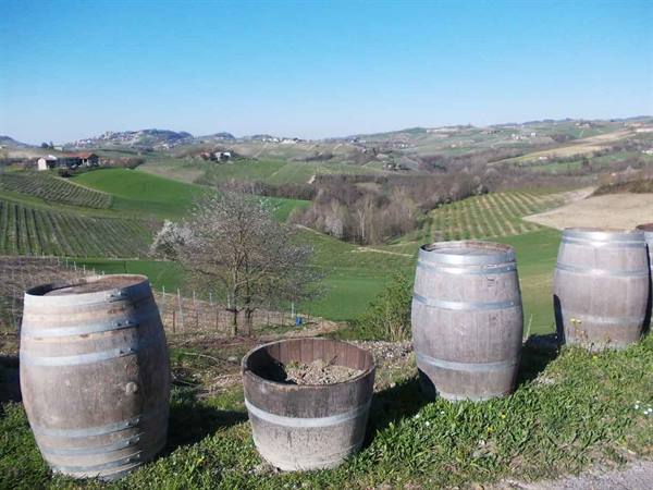 Empty wooden barrels on a meadow among vineyard rows