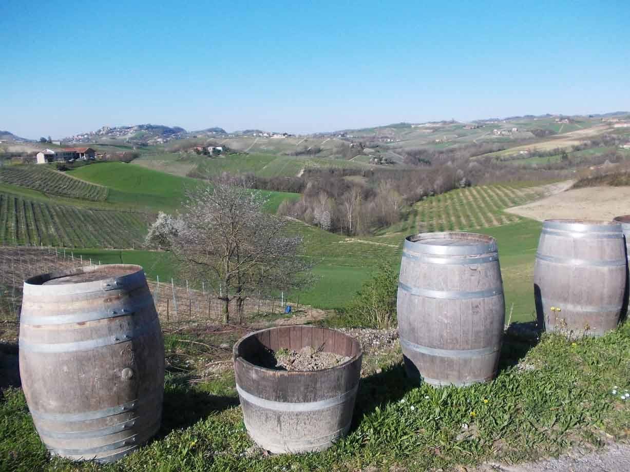 Barrili di legno vuoti su un prato tra i vigneti delle Langhe