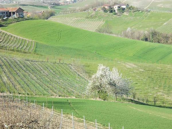 Rows of vineyards on green hills, blossoming tree, farmhouses among fields