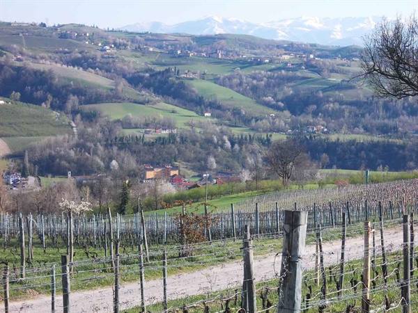 Winter vineyards on green hills, scattered villages and snowy Alps in the background
