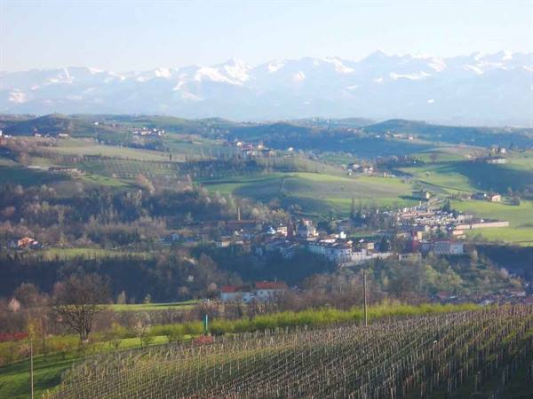 Vineyards on hills with a village and snow-capped Alps beyond