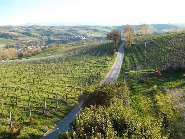 Gravel road between vineyard rows on hills, Italian flag, morning light