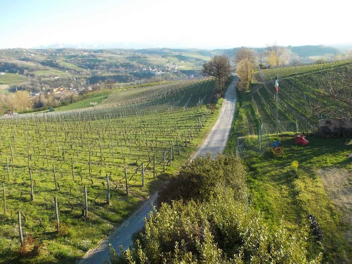Strada bianca tra filari di viti in collina, bandiera italiana e luce mattutina