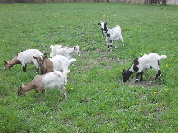 Black and white goats grazing in a green meadow with dandelions