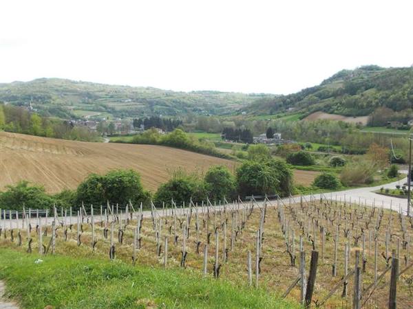Vineyard with wooden stakes on cultivated hills, soft light