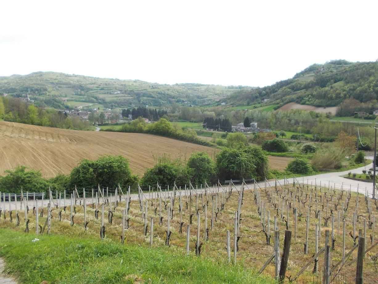 Vigneto con pali in legno su colline coltivate, luce diffusa