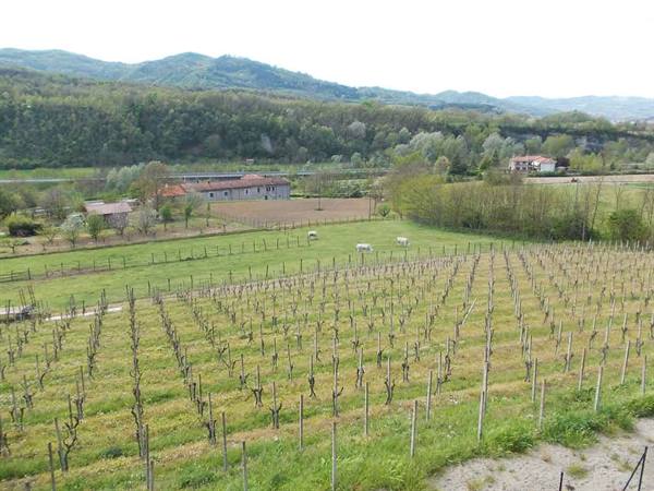 Spring vineyards, grazing cows and rural houses among the hills