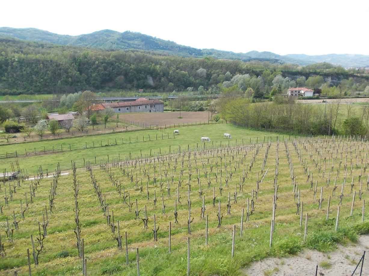 Vigneti in primavera, mucche al pascolo e case rurali tra le colline