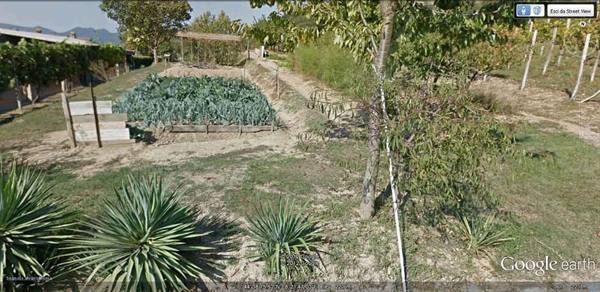 Vegetable garden with cabbages, yuccas and young trees in sunny countryside