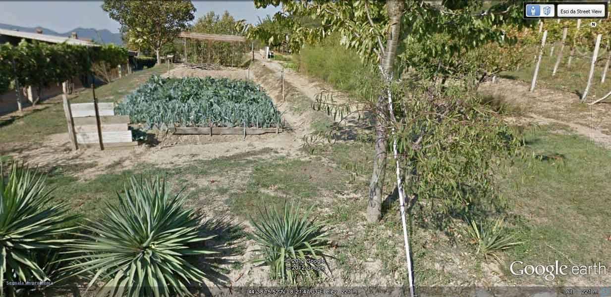 Orto con cavoli cappucci, yucche e alberi giovani in campagna soleggiata