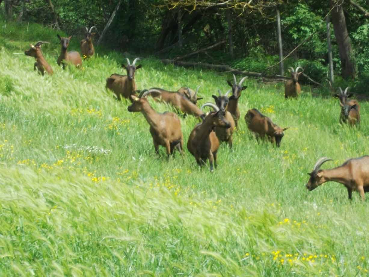 Mandria di capre brune con corna pascola nell'erba verde tra fiori gialli