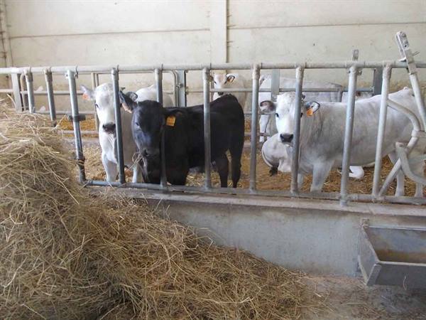 White calves and a black one behind metal fence with hay in barn