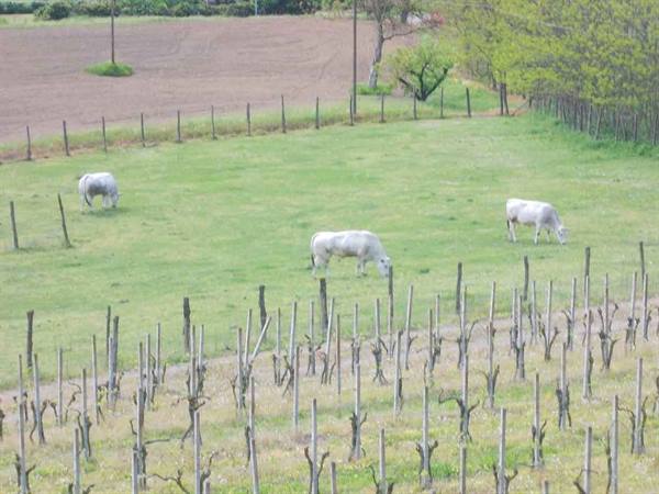 White cows grazing on green grass near a bare vineyard