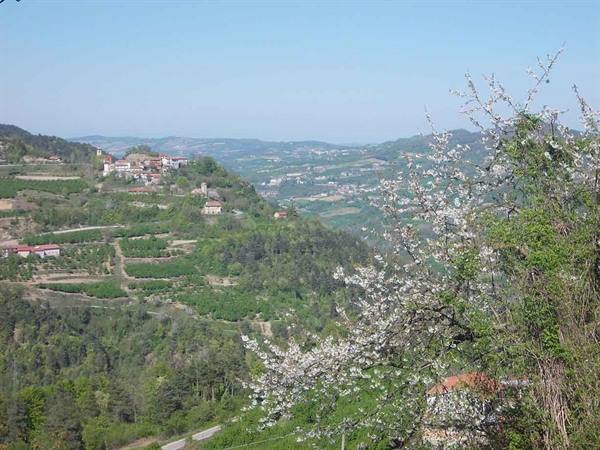 White blossoming trees in front of cultivated hills with hilltop village