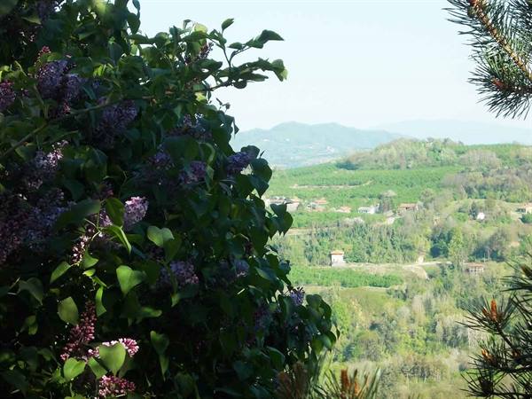 Blooming lilac bush over green hills with scattered houses and blue mountains