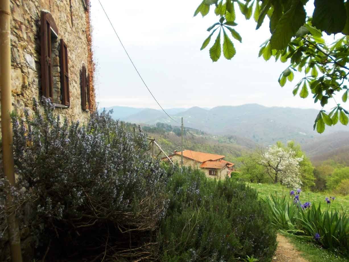 Rustico in pietra con rosemary fiorito, colline verdi e casetta con tetto rosso