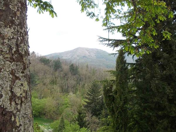 Lichen-covered trunk and cypress frame green woods and bare mountain