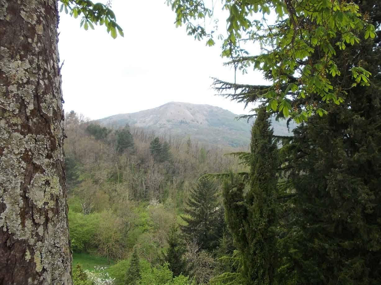 Tronco con licheni e cipresso incorniciano boschi verdi e montagna brulla