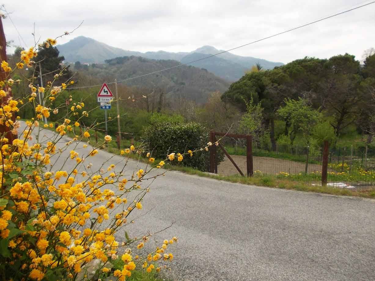 Cespugli fioriti gialli lungo strada di campagna, monti coperti di boschi sullo sfondo