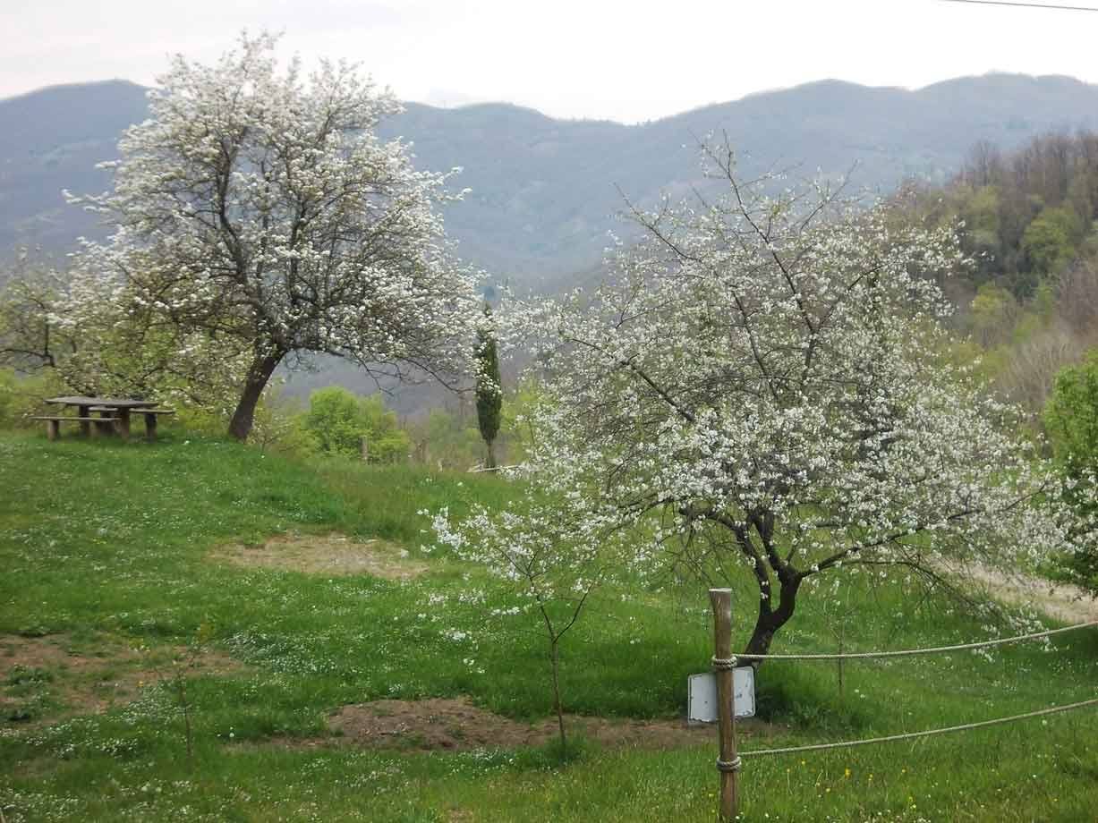 Alberi in fiore bianco su prato verde, tavolo di legno, colline brulle sullo sfondo