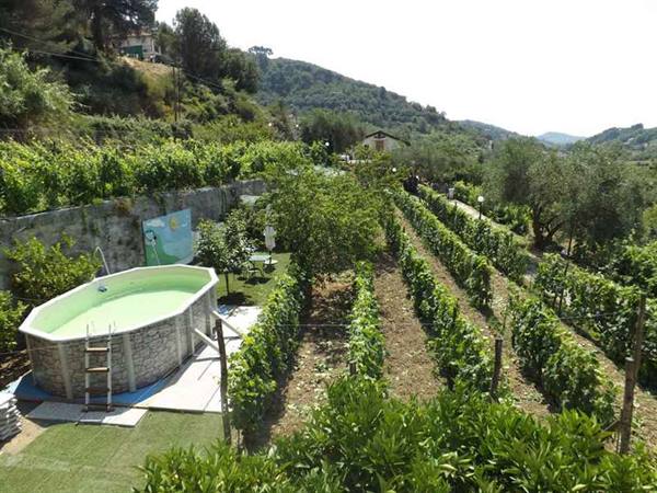 Above-ground pool among vine rows and olive trees on sunny hillsides