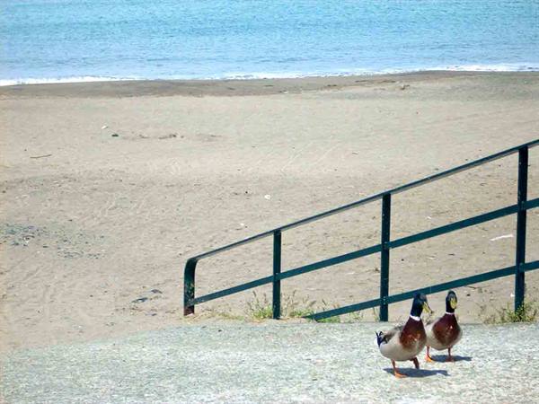 Two mallard ducks walk beside a green railing on the sandy beach