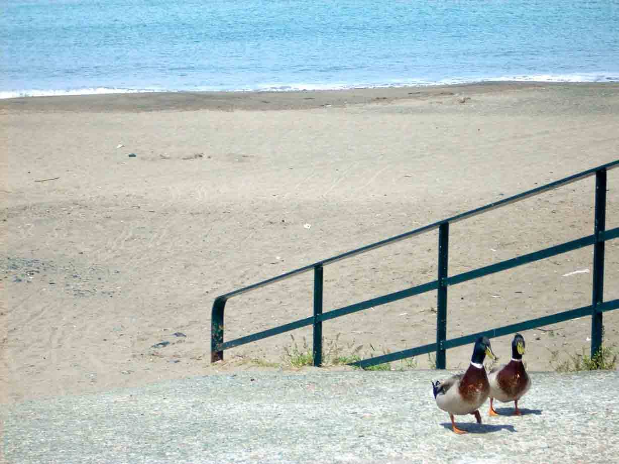 Due germani reali camminano accanto a una ringhiera verde sulla spiaggia