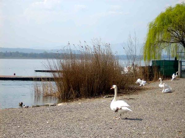 Swans on pebble beach by the lake, among reeds and weeping willow