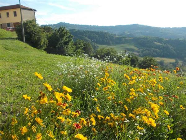 Yellow and white wildflowers in foreground, rural house and green hills behind