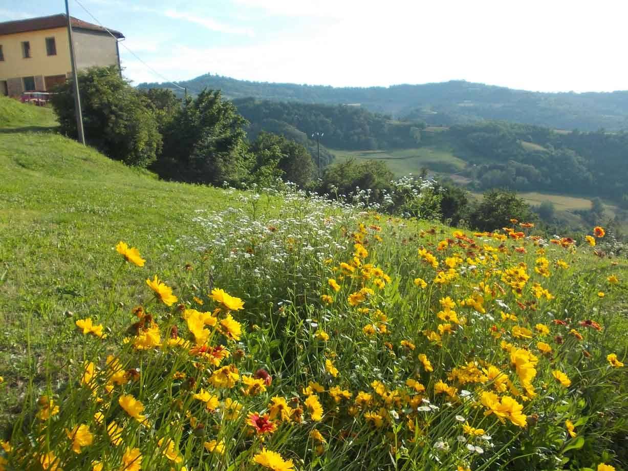 Fiori gialli e bianchi in primo piano, casa rurale e colline verdi sullo sfondo