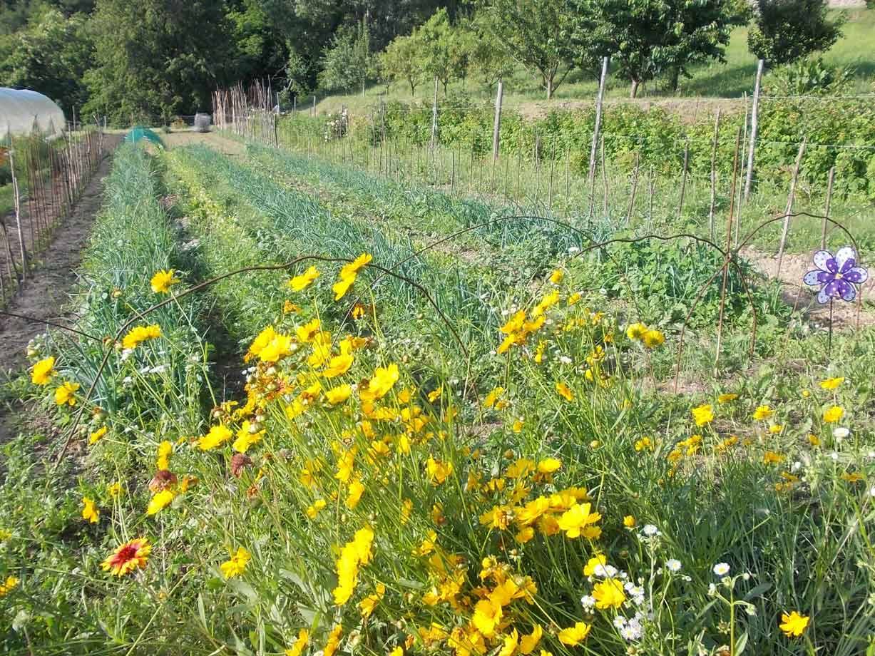 Orto con file di porri e fiori gialli in primo piano, serre e frutteto sullo sfondo