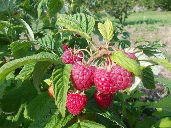 Ripe red raspberries on a bush in a sunny garden