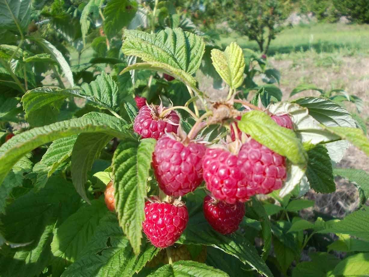 Lamponi rossi maturi su un cespuglio in giardino soleggiato